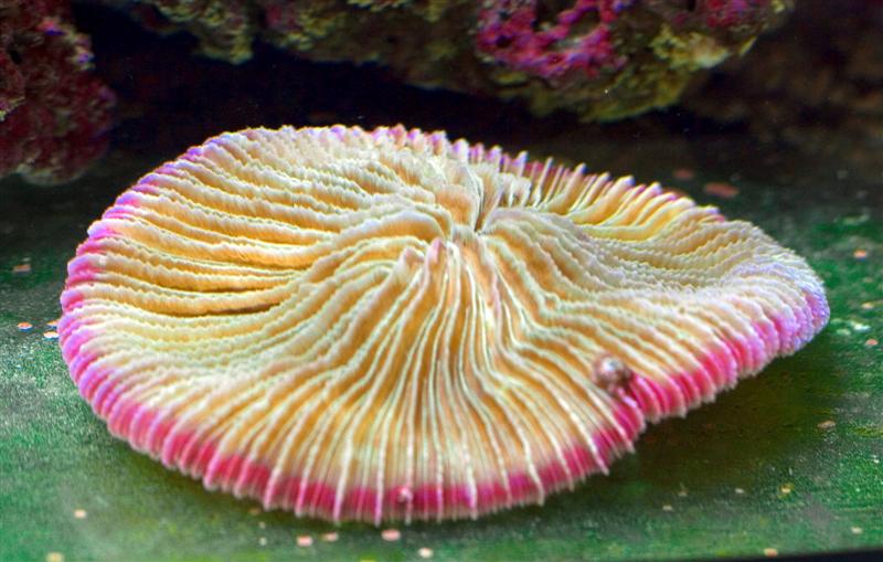 Fungia