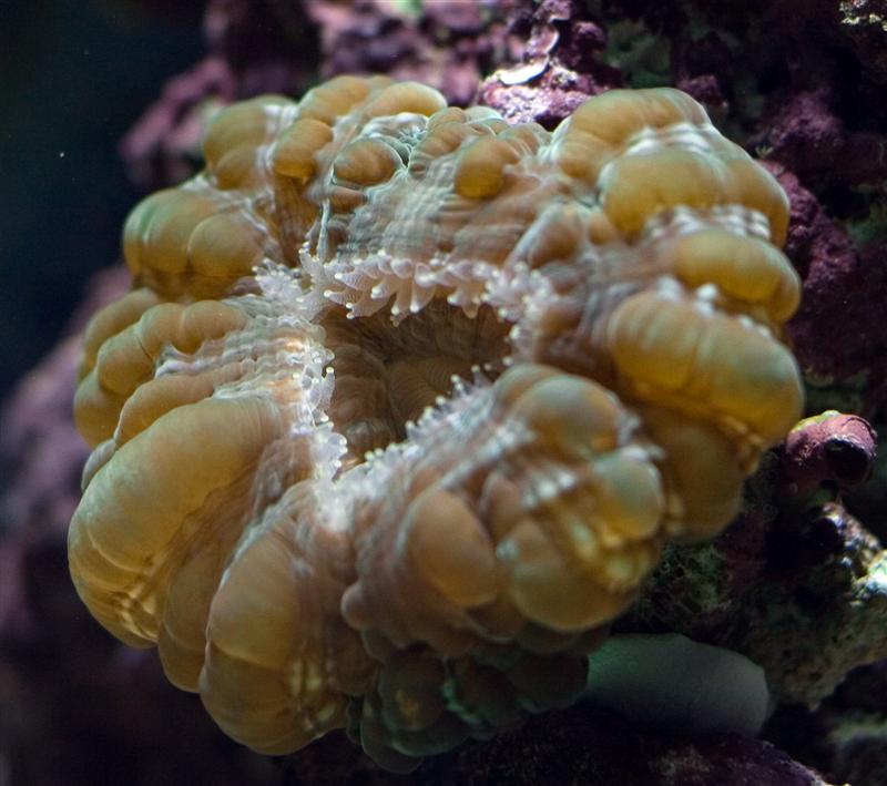 Cynarina Lacrymalis