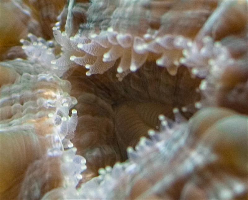 Cynarina lacrymalis_zoom (Medium).jpg