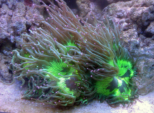 Catalaphyllia jardine