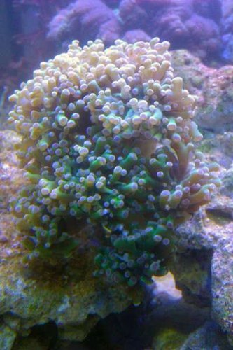 Frogspawn