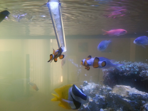 IMG_20130306_142207.png