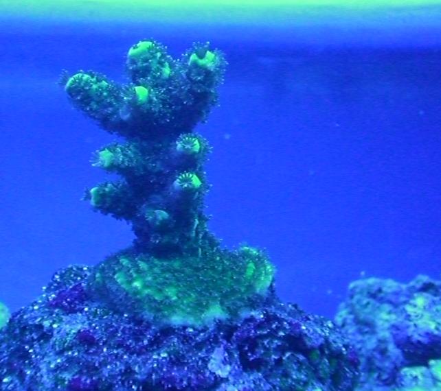 Acropora millepora.jpg