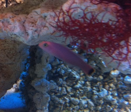 Flot lille fisk som sniger sig rundt mellem stenene.