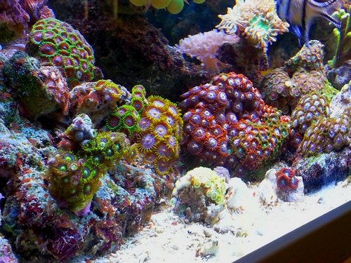Zoa 2013 ok.jpg