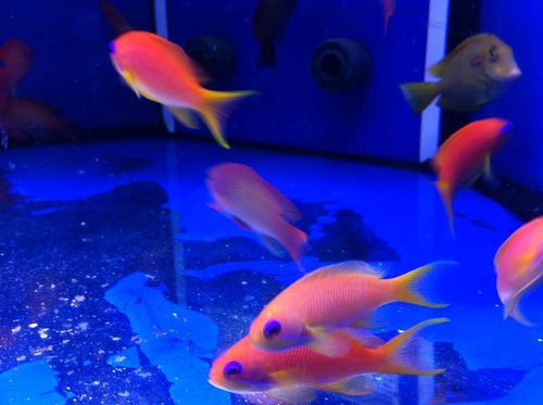 image.jpg (35.87 KiB) Vist 386 gange Flotte anthias..!