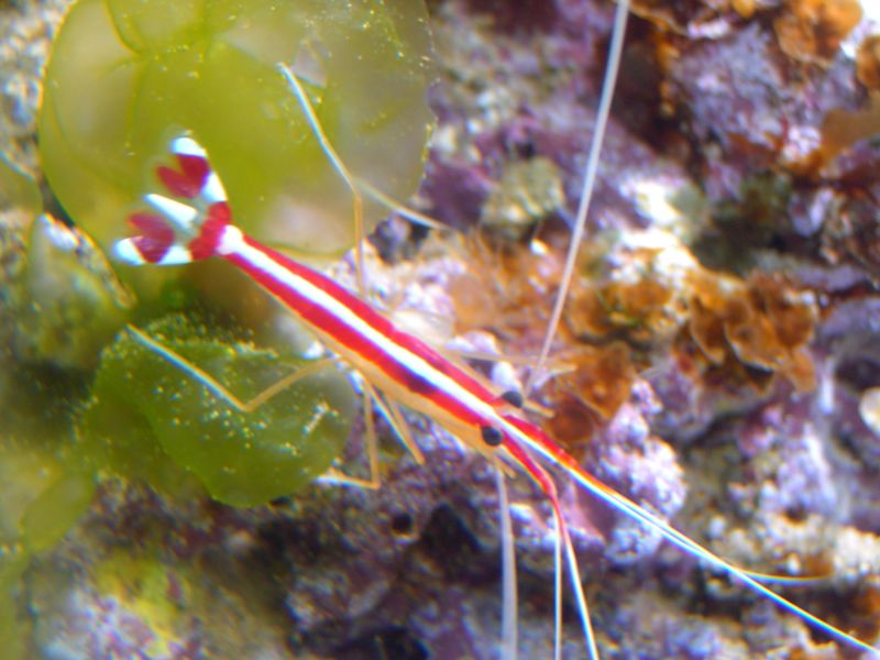 L_amboinensis.jpg
