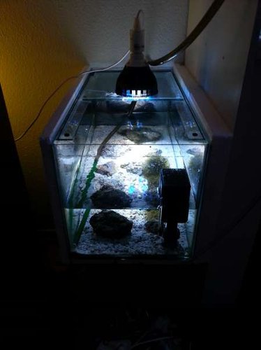 Det var meningen at ALT skulle være inden i &quot;kassen&quot; men ungen af mine Pterapogon kauderni får nu lov til at vokse sig stor inden den skal over.