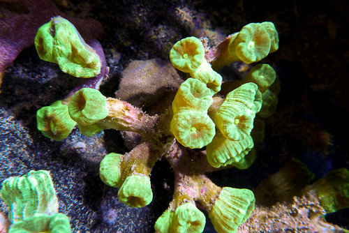 decocean (4 of 66).jpg