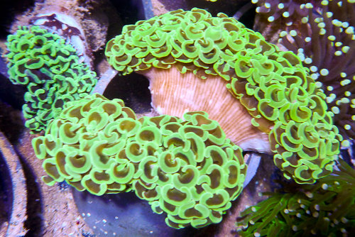 decocean (28 of 66).jpg