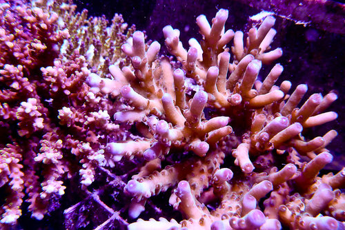 decocean (40 of 66).jpg