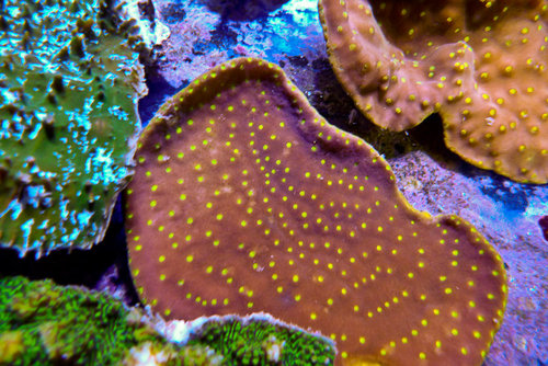 decocean (46 of 66).jpg