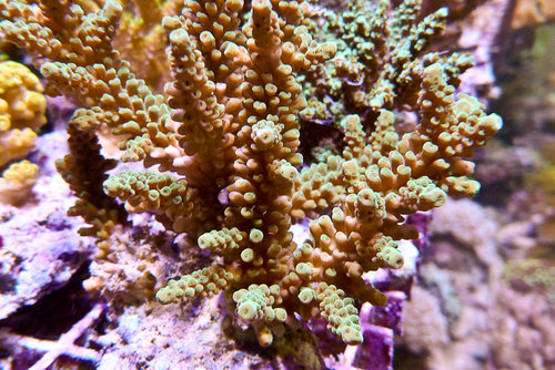 decocean (54 of 66).jpg