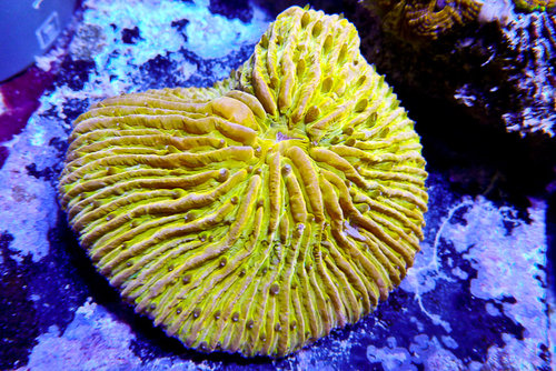 decocean (63 of 66).jpg