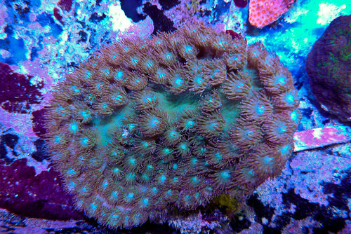 decocean (64 of 66).jpg