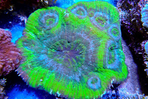 decocean (65 of 66).jpg