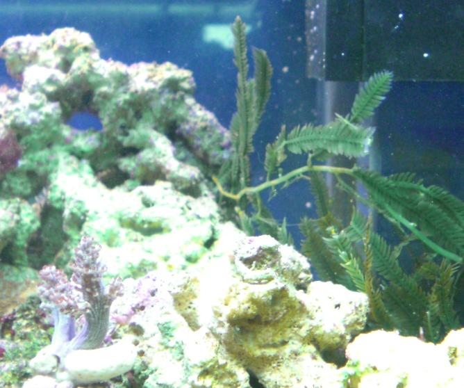 Caulerpa og kenya træ.jpg