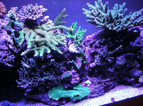 Bemærk den tykke Acropora abrotanoides i baggrunden. Nu er den stort set kun grøn, men da jeg købte den, havde den lyserøde ender. Se næste billede.