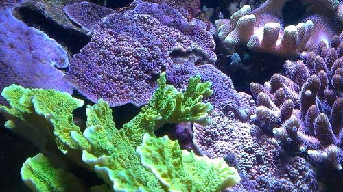 IMAG0918.JPG (95.22 KiB) Vist 1759 gange Midtfor ses grenen.