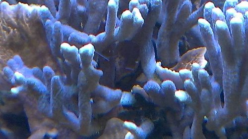 IMAG0919.JPG (44.1 KiB) Vist 1759 gange Den røde plademonti, med mere almindelig væskt. Her forsøger den at mokke sig vej igennem en M.digitata blå