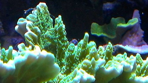 IMAG0920.JPG (50.17 KiB) Vist 1759 gange Flere grene og bagerst har den normal vækstform i plade.