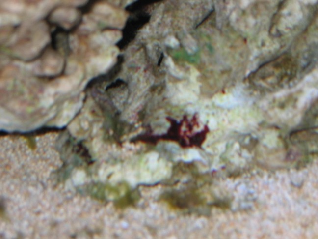 kalk eller slimalger??