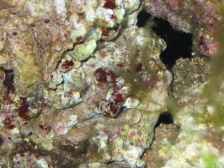 kalk eller slimalger???