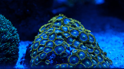 zoa (1 of 1).jpg