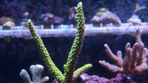 Acropora (1 of 1).jpg