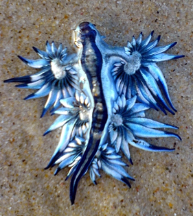 seaslug4.jpg