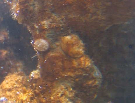 En lille klat.. der vist ikke er helt død.. for alt andet som jeg har troet det var liv, men som ikke var det, er blevet brunt nu.. men den her holder sig stadig fri af brunalgerne...