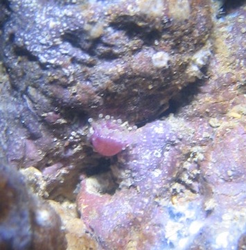 Senere på dagen.. fik så den ud som om den havde lagt æg... men vidste sig senere.. at det var nogle små bitte tentakler.. som her på billedet..