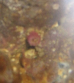 Om dagen.. kun en lille lilla knub... ligner næsten en blomsterknub lige før den springer ud..