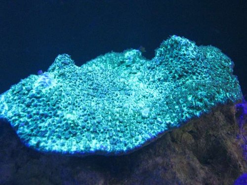 ID?