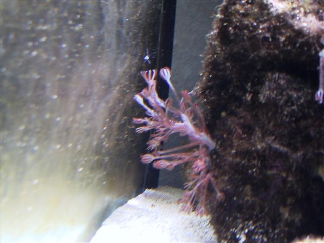 Billede 008 (Small).jpg