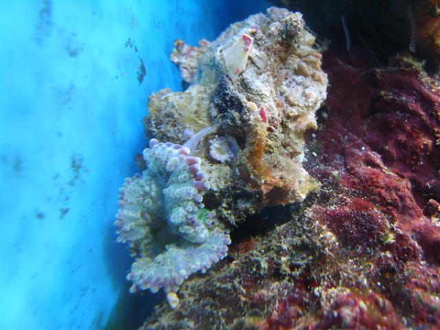 En skive der ikke kan lide hqi.