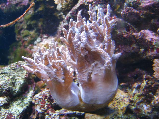 Sinularia af en slags?