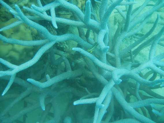 En lyseblå Acropora sp. Bemærk den stribede nøgensegl, der sidder i midten af korallen. Denne havde jeg ikke set, da jeg tog billedet.