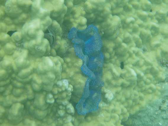 Tridacna crocea. Disse var der mange af i mange forskellige farver og mønstre.