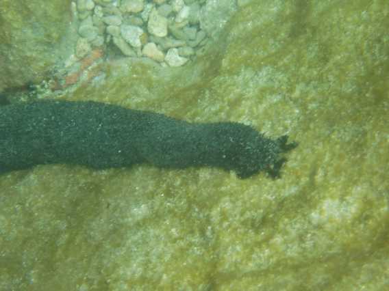 En søpølse, formentlig af arten Holothuria atra. Disse var der særligt mange af ved en ø, som vi var i land på. Her kunne de samles ind i store mængder i strandkanten. Det var der så et par kinesere, der benyttede sig af. De skulle steges til aftensmad.