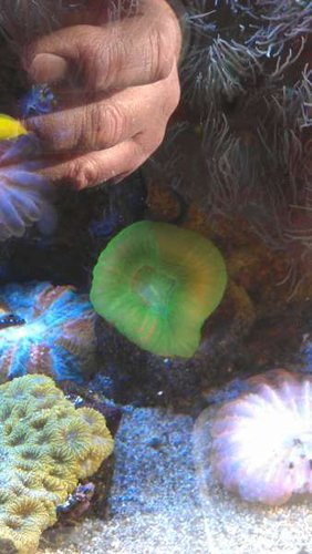 IMAG0125.jpg (26.89 KiB) Vist 1283 gange Det er den grønne. Læg mærke til at du ikke kan se noget skelet udenfor vævet.