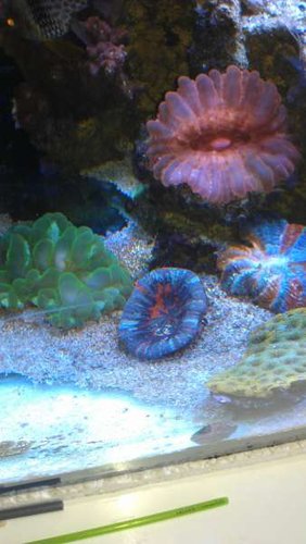 IMAG0101.jpg (25.72 KiB) Vist 1283 gange Her en blå, med skelettet helt dækket