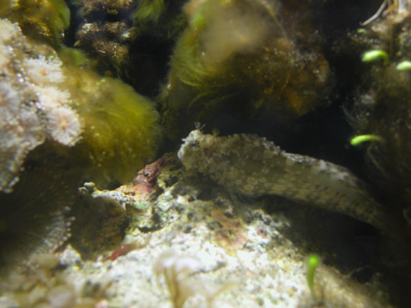 Ser hun sund og rask ud??