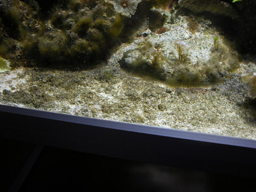 Mit bundlag har fået den grumset farve stortset over det hele...