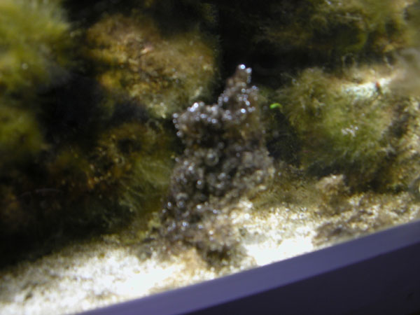 Hvad er dette ? Den vokser ret hurtigt :S