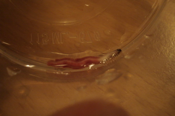 DSC00646 resized.jpg