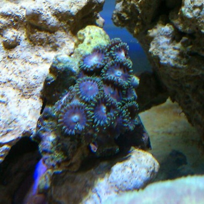 Zoa (1).jpg