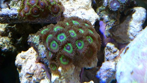 Zoa (2).jpg