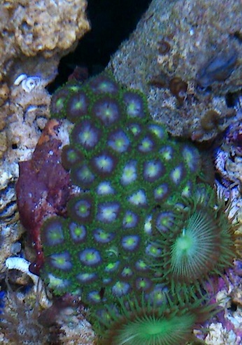 Zoa (3).jpg