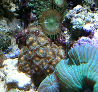 Zoa (4).jpg